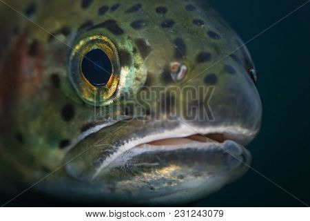 macro photo of a trout under water 