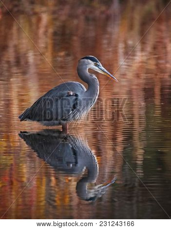 beautiful great blue heron wading in a pond looking for fish to eat with warm creamy colors
