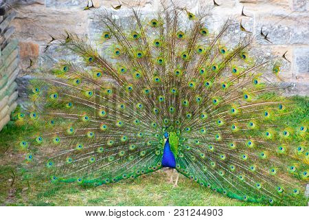Peacock opened its great beautiful tail in biopark. Beautiful peafowl in zoological garden.
