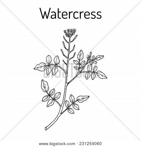 Watercress Nasturtium Officinale , Aquatic Medicinal Plant. Hand Drawn Botanical Vector Illustration