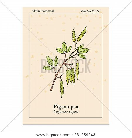 Pigeon Pea Cajanus Cajan , Medicinal Plant. Hand Drawn Botanical Vector Illustration