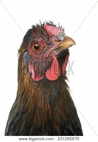 Blue Laced Wyandotte In Front Of White Background