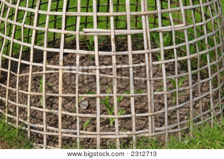 Plant Protection Frame