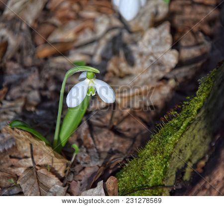 Snowdrop Galanthus Plicatus Near Stump In Sunny Spring Forest On Autumn Leaves Background