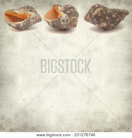 Textured Old Paper Background With Sea Snail Shell