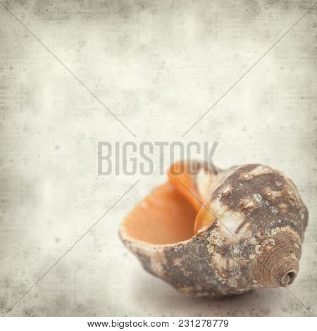 Textured Old Paper Background With Sea Snail Shell