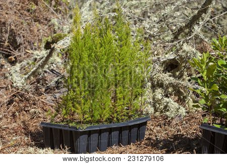 Reforestation On Gran Canaria - Small Plants Of Erica Arborea Prepared For Planting