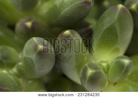 Succulent Plant With Unusual Faceted  Leaves Floral Background