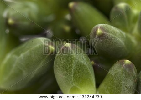 Succulent Plant Background