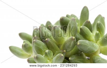 Small Succulent Plant