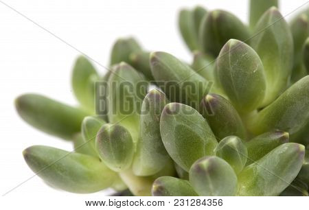 Small Succulent Plant
