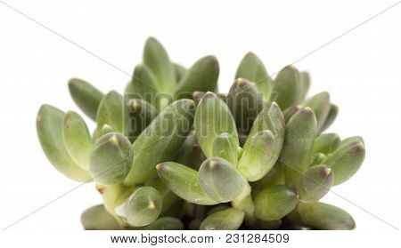 Small Succulent Plant