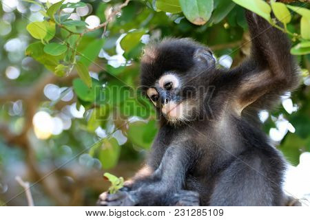 Little Leaf Monkeys Or Dusky Langur Eating Leaves In The Rain Forest , Thailand