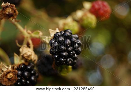 Rubus Sectio Rubus - Blackberry - Wild Forest Fruits Found In A Forest Next To Hamburg Germany