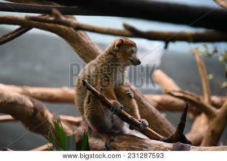 Crowned Lemur Eulemur Coronatus Seated On A Tree Branch, Animal