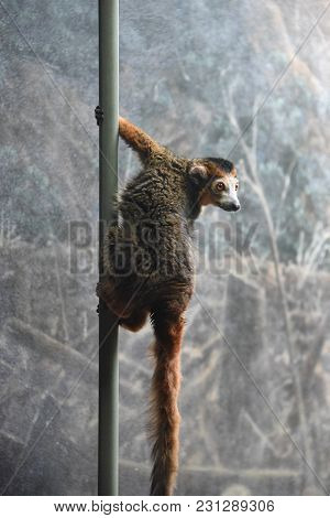 Crowned Lemur Eulemur Coronatus Grasping Onto A Pole