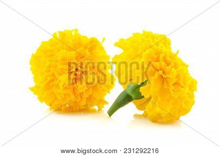 Marigold Flower Beautiful Blossom On White Background