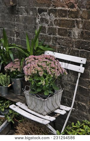 Pot Witn Kalanchoe On The White Chair As A Decoration Of The Garden