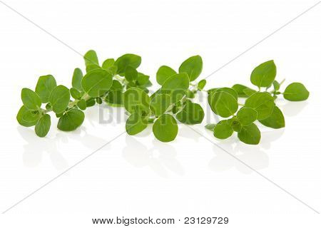 Oregano-Kräuter-Blätter