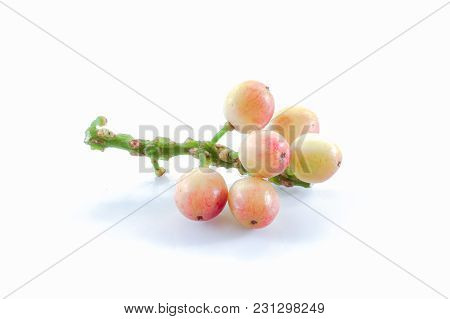 Phyllanthus Isolated Close Up On White Background