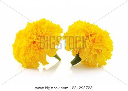 Marigold Flower Beautiful Blossom Close Up Background