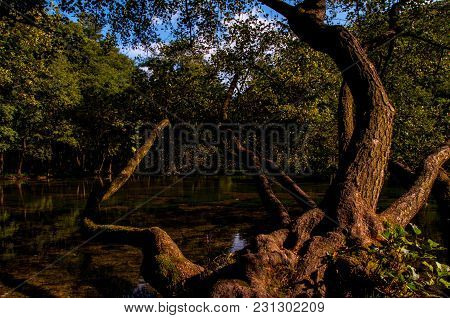 Huge Tree Above The River Bosna In The Touristic Park Vrelo Bosne