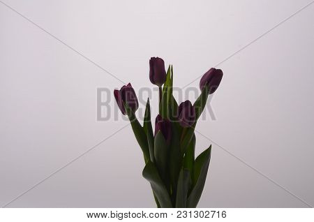 Set Of Five Different Color Tulips Isolated On White Background.