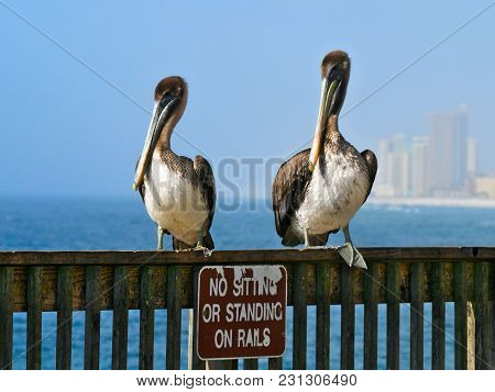 Brown Pelicans - Pelecanus Occidentalis - Two Birds Standing On Railing Over Funny Sign With Ocean A