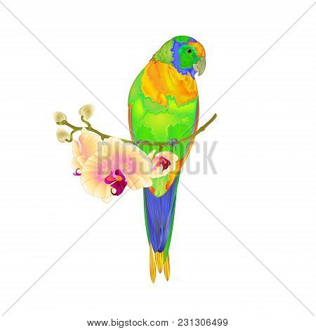 Sun Conure Parrot Tropical Bird Standing On A Yellow Orchid  Phalaenopsis On A White Background Vect