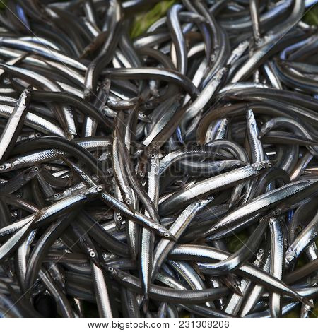 The Bogue Fish, Natural Background. Selective Focus