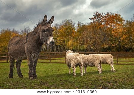 The Donkey And Cheeps. Local Farm. London