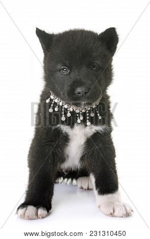 Puppy American Akita In Front Of White Background