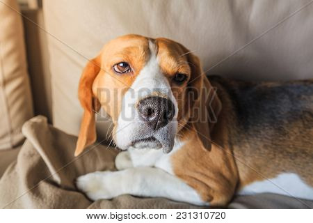 Sad Tired Beagle Dog On Sofa. Sick Dog.