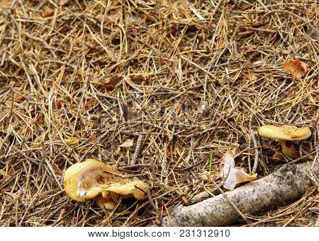 Forest Wild Mushrooms Growing On The Ground Poland Europe