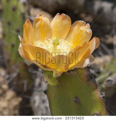The Opuntia Paraguayensis, Schum Cactus In Nature . Paraguay-argentina.