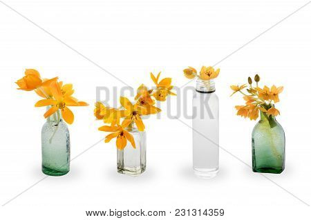 Blooming Yellow Ornithogalum Dubium In A Transparent Bottle Instead Vase