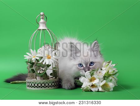 Siberian Neva Masquarade Colorpoint Kitten On Green Background Wirh Flowers