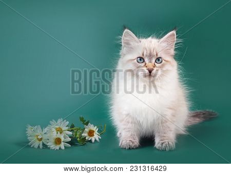 Small Siberian Neva Masquarade Colorpoint Kitten On Green Background Wirh Flowers