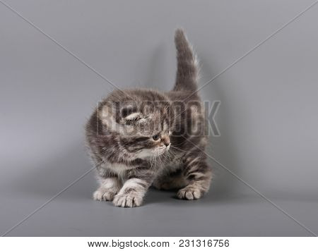 Small Scottish Fold Kitten