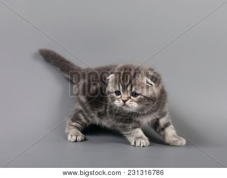 Small Scottish Fold Kitten