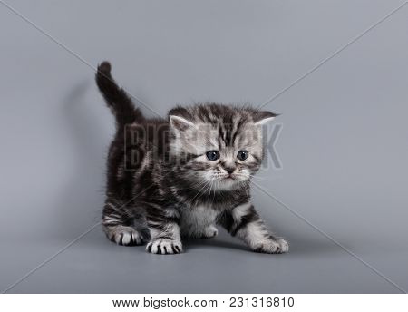Small Scottish Fold Kitten