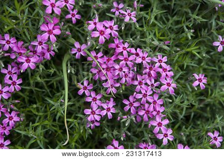 Detail Of Purple Pink Spring Flowers Of Red Wood Sorrel Oxalis Rubra