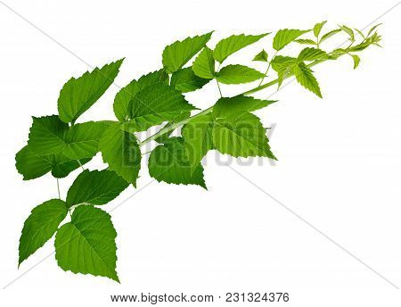 Green Leaves Of Raspberry, Garden Raspberry,  Leaves On White Background. Blackberry Leaves.