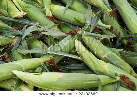 Fresh corn in husk
