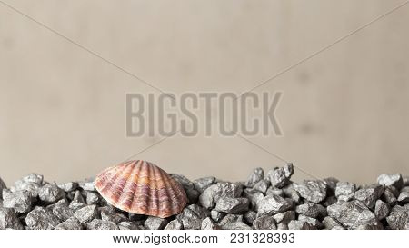 Sea Shells For Background, Deorations And Design
