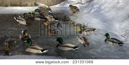 Wild Ducks Mallards Winterings In The Open Water In The Middle Of The Ice Next To A Small Waterfall