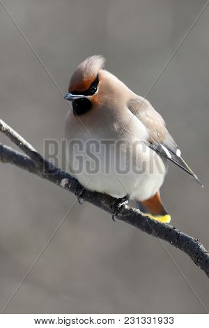 Waxwing Is A Beautiful And Colorful Bird