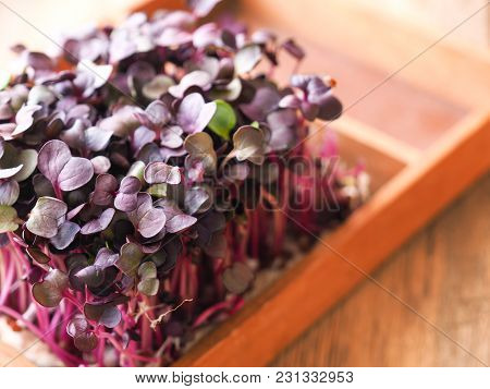 Red Radish Sprouts In A Wooden Box On A Ktichen Table