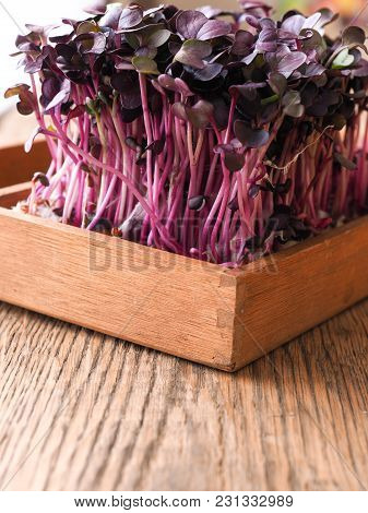 Red Radish Sprouts In A Wooden Box On A Ktichen Table