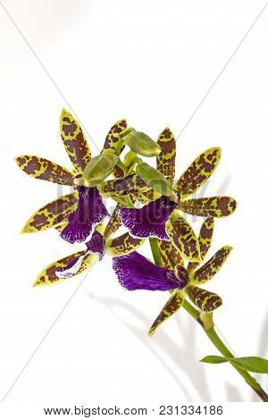 Colorful Patterns And Textures Of Blooming Violet Oncidium Orchid